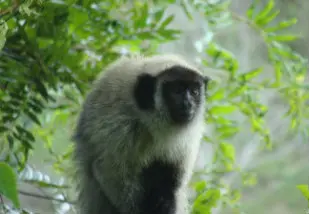 O macaco-guígó do Sergipe, recentemente descoberto, pode desaparecer em algumas décadas. (Foto: Divulgação)