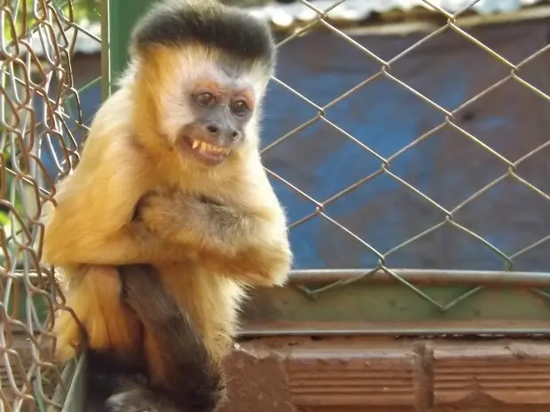 Agora 'Carla', macaco-prego se adapta ao novo lar em Assis (Foto: Alan Schneider/G1)