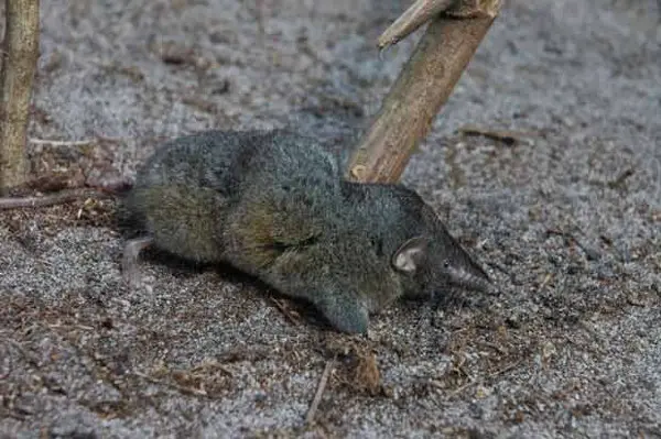  Descoberta espécie de mamífero com coluna ultrarresistente: Scutisorex thori. (Foto: Bill Stanley/Divulgação)