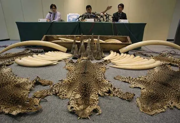 Carregamento de marfim, chifres de rinoceronte e pele de leopardo é exposto. (Foto: AP Photo/Vincent Yu)