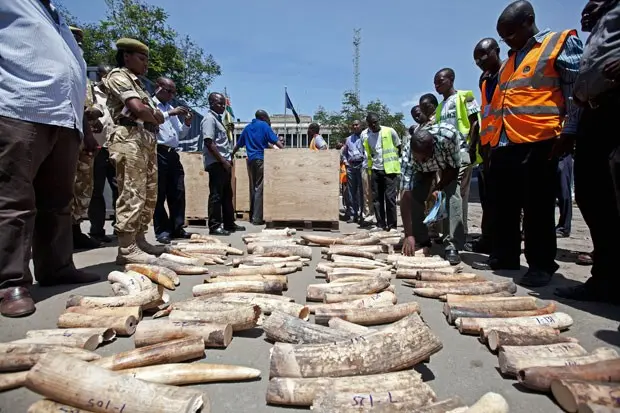Agentes inspecionam contagem de marfim no Quênia. (Foto: AFP Photo/Ivan Lieman)