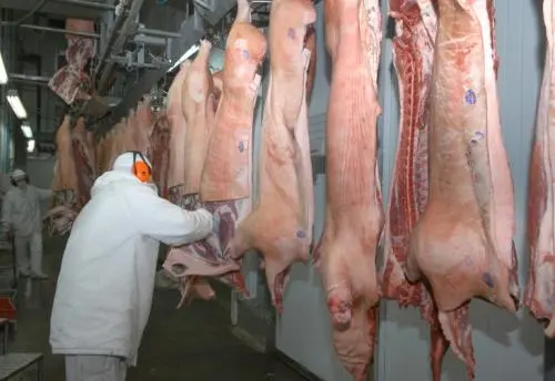 O uso de animais para produção de comida causa sofrimento e morte desnecessários (Foto: Divulgação)