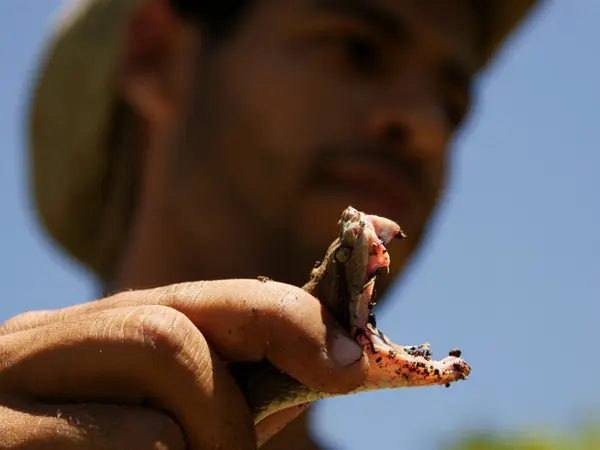 Animais tratados no NEPAS (Foto: NEPAS/UENF)