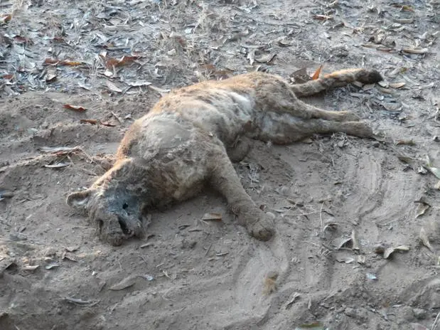 O fazendeiro foi preso pelo crime ambiental de caça e posse ilegal de arma - Foto: Divulgação