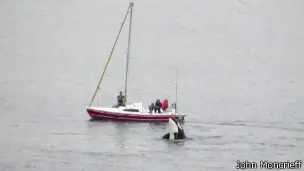Orcas, que são um tipo de golfinho, nadavam ao redor do barco de uma família na Escócia