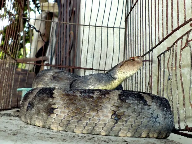 Jararaca foi encontrada em quintal de uma casa no norte do ES. (Foto: 3ª Companhia da Polícia Militar Ambiental)