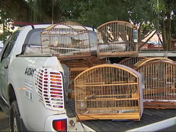 Gaiolas apreendidas pela Polícia Ambiental após denúncia anônima. (Foto: Reprodução/TV Vanguarda)