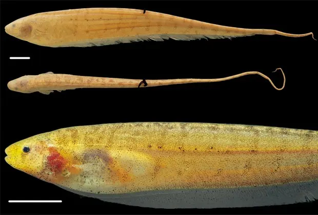 Peixes-elétricos da espécie 'Brachyhypopomus walteri' (Foto: Divulgação/Inpa/'Zookeys')