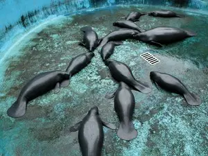 Atualmente, Inpa conta com mais de 50 animais da espécie (Foto: Camila Henriques/G1 AM)