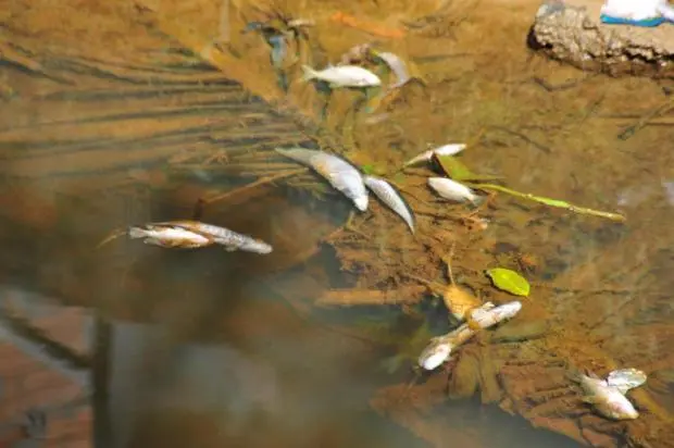 Produto químico pode ter causado a morte dos peixes. (Foto: Divulgação/ Marcos Porto/ Agencia RBS)