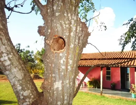 Árvore fica no quintal da casa de Weber, em Nobres. (Foto: Weber Damasceno)