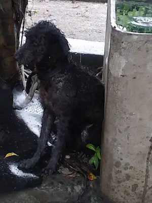 Cão é resgatado em Salvador, na Bahia (Foto: Divulgação)