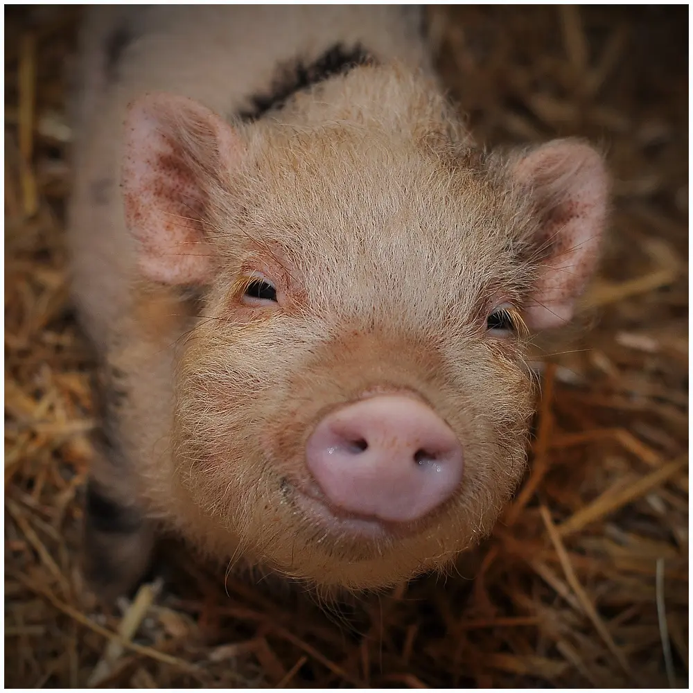 Foto: Meneer Zjeroen / cc by 2.0