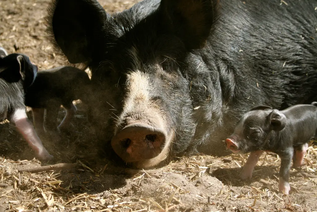 Foto: Spencers Brook Farm /  cc by 2.0