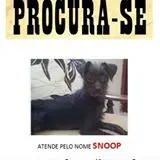 procura-se