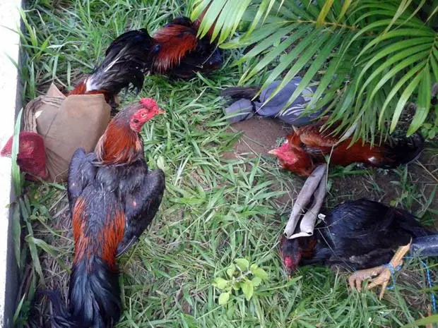 Galos foram encontrados pela polícia (Foto: Divulgação/Polícia Militar)