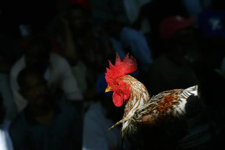 Foto: Hector Retamal/AFP 