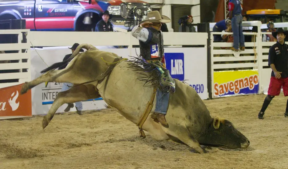 Animal é torturado na arena de Barretos. (Foto: Reprodução/ G1) 