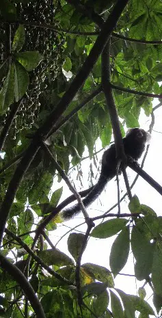 Sagui-do-tufo-branco circula pela cidade andando pelos fios de energia (Foto: Silvio Muniz/G1)