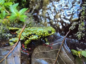 Descoberto há poucos anos, sapo-de-barriga-vermelha está ameaçado (Foto: Samuel Renner/Divulgação)