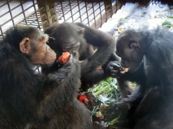 Bazou divide alimentos com seus novos amigos. (Foto: Care2) 