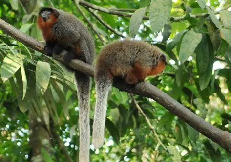 Sauins-de-coleira estão entre as espécies que as pessoas capturam para manter em cativeiros privados. A prática é proibida pela legislação ambiental brasileira e pode render multa ao infrator (Foto: Michael Dantas/Arquivo-AC )