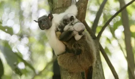 Ação vai resgatar e reabilitar os animais à vida em seu habitat natural. (Foto: Raimundo Valentim)