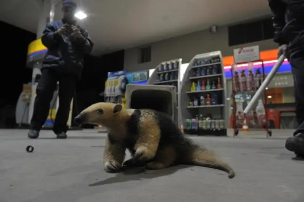 A Polícia Ambiental irá ao posto recolher o animal nesta sexta-feira. (Foto: Jandyr Nascimento / Agencia RBS)