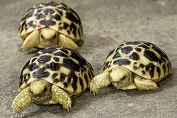 Medida atenua risco de extinção da espécie