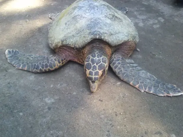 Tartaruga foi encontrada na praia do Recreio nesta quinta-feira (29) (Foto: Divulgação/Secretaria Municipal de Meio Ambiente)