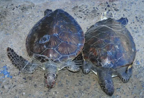 Duas tartarugas foram encontradas já sem vida, com as cabeças presas na rede. (Foto: Divulgação)