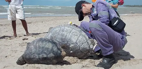 Tartarugas eram da espécie verde, em extinção. (Foto: Adriano Artoni / Divulgação)