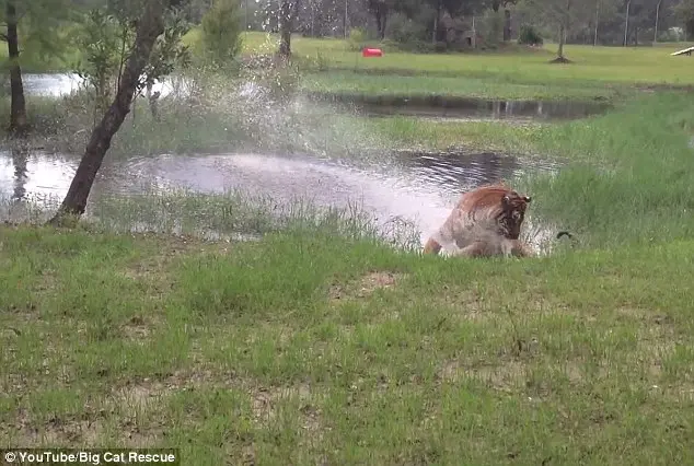 Flavio pode ser o tigre mais velho do mundo, mas não para de brincar. (Foto: You Tube / Big Cat Rescue)