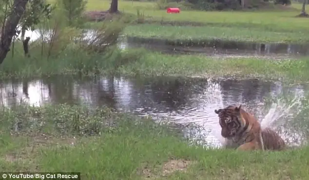 Foto: YouTube/Big Cat Rescue