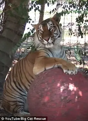 Foto: YouTube/Big Cat Rescue