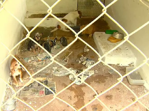Abrigo de entidade protetora de animais é flagrado em condições irregulares (Foto: Ricardo Custódio/EPTV)