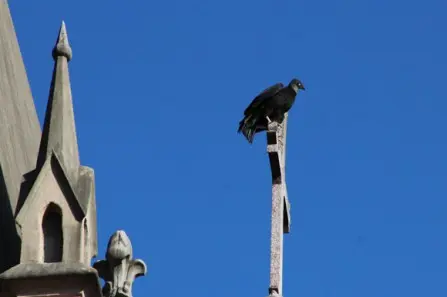 Urubus-de-cabeça-preta têm sido vistos no alto das edificações e se integram ao cenário urbano de Santa Cruz do Sul (RS). (Foto: Bruno Pedry)