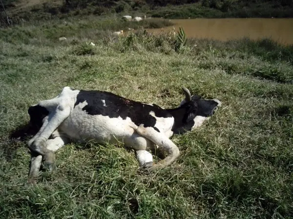 Animal debilitado não consegue se levantar, diz internauta. (Foto: Gracie Kelly Goulart Aparecido/VC no G1)