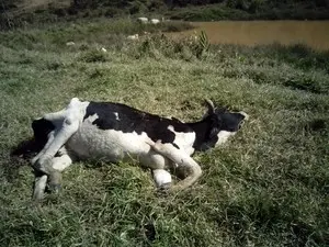 Animal estava debilitado e não conseguia se levan- tar (Foto: Gracie Kelly Goulart Aparecido/VC no G1)