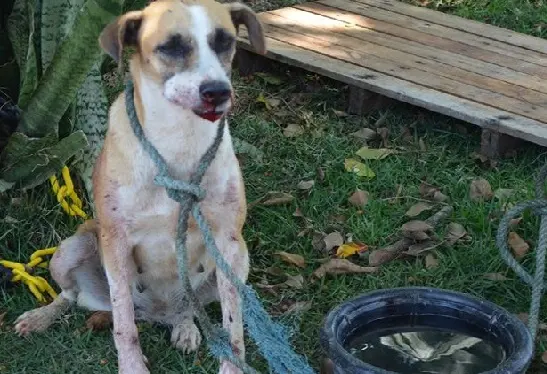 Cachorro é baleado e passa por cirurgia em Itapetinga. Médico veterinário diz que ele precisa passar por uma reconstrução na mandíbula (Foto: Tiago Bottino / Itapetingagora.com)