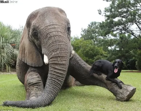 Bubbles e Bella não se desgrudam por nada. Um protege e brinca com o outro (Foto: DAILY MAIL)