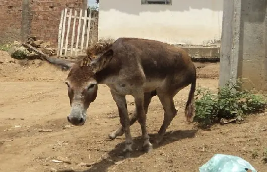 O animal havia sido abandonado com as patas machucadas em Aliança. Agora está fora de risco e já tem um lar. (Foto:Ítalo Verrísmo/Cortesia)