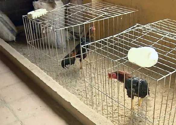 Polícia encontra indícios de rinha de galos em Pouso Alegre (Foto: Reprodução EPTV)