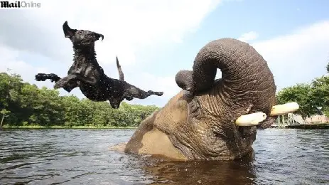 A brincadeira mais divertida da labradora é saltar das costas do elefante para nadar! (Foto: DAILY MAIL)