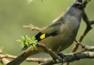 As aves correspondem a 82% dos animais traficados no Brasil, de acordo com a Renctas (Foto: Dominic Sherony/Creative Commons/Wikipedia)