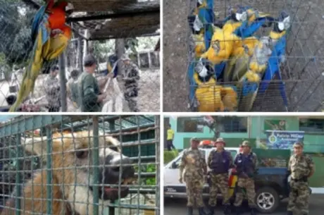 No primeiro semestre, foram 899 apreensões de animais silvestres no Distrito Federal (Foto/Divulgação)