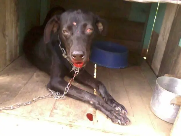 Cachorro teve traumatismo craniano (Foto: José Nilson/ Arquivo pessoal)