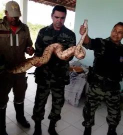 O animal foi entregue ao Batalhão de Polícia Ambiental para que fosse devolvido ao meio ambiente. (Foto: Aqui Acontece)