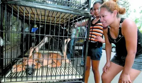 Ação Pró-Animal neste fim de semana em Manaus. (Foto: Divulgação)