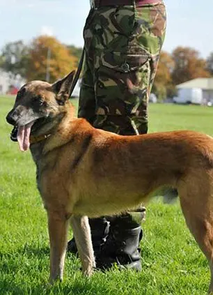 O Duque não comentou a morte de Brus, na foto, que o Ministério da Defesa julgou muito agressivo para continuar vivo. (Foto: Daily Mail)